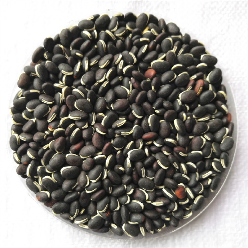 葛藤葛藤种子山坡边坡绿化葛藤种子爬藤植物沙土巩固葛藤草种