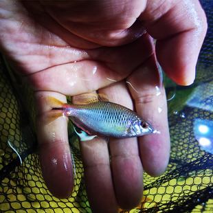 原生溪流冷水鱼活体广齐观赏鱼好养耐低温稀有品种红尾齐氏鱊鳑鲏