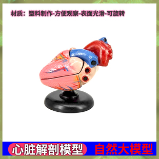 心脏模型教学医学解剖硅胶带血管支架3d玩具小人体可拆卸循环材料