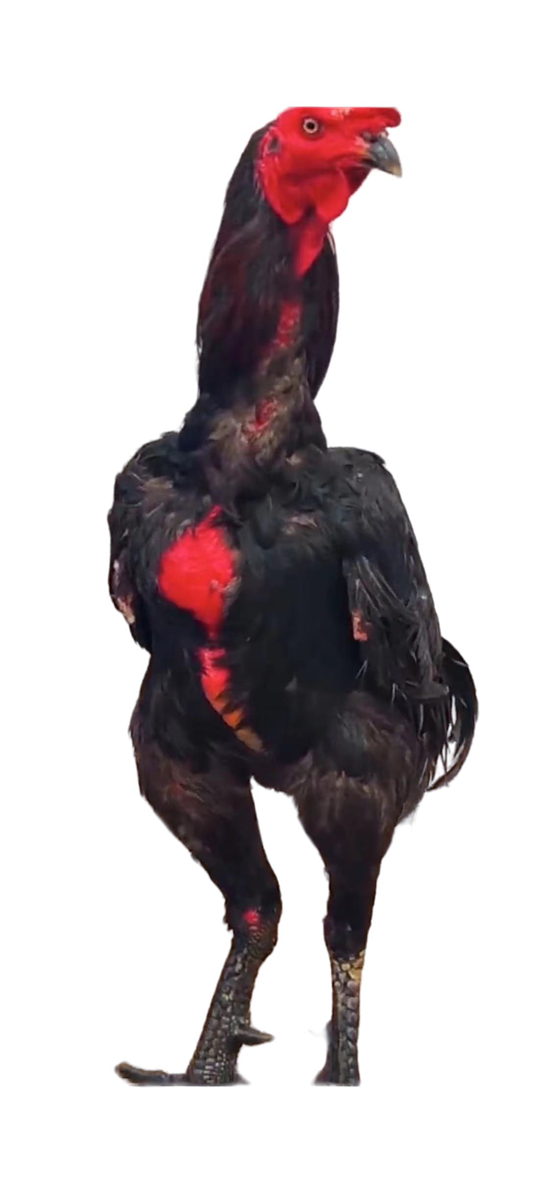 斗鸡种蛋 中原斗鸡 越南斗鸡 土炮斗鸡