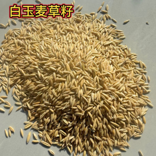 白玉麦草籽虎皮玄凤牡丹尚和小阳太零食草籽鹦鹉食粮草籽鸟粮