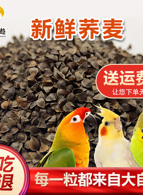 荞麦带壳信鸽鹦鹉观赏鸽龙猫