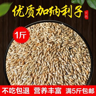 2025年加纳利子白尖粟金丝雀玄凤虎皮抗寒黄雀高蛋白鸟粮