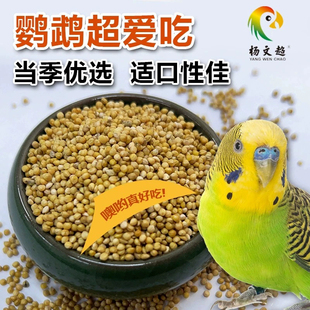 鸟粮 2024年新谷子新带壳中大颗粒谷子 虎皮牡丹玄凤 文鸟 鸟食