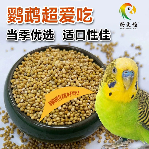 新黄谷子饲料带壳小米鸟粮杨文超