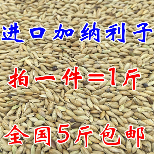 鸟食进口加纳油尖草庐全国包邮