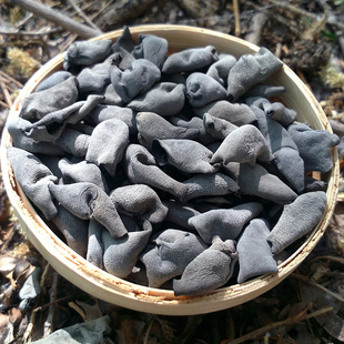正宗东北小碗耳 长白山精品黑木耳特秋椴木非野生脆云耳干货500g