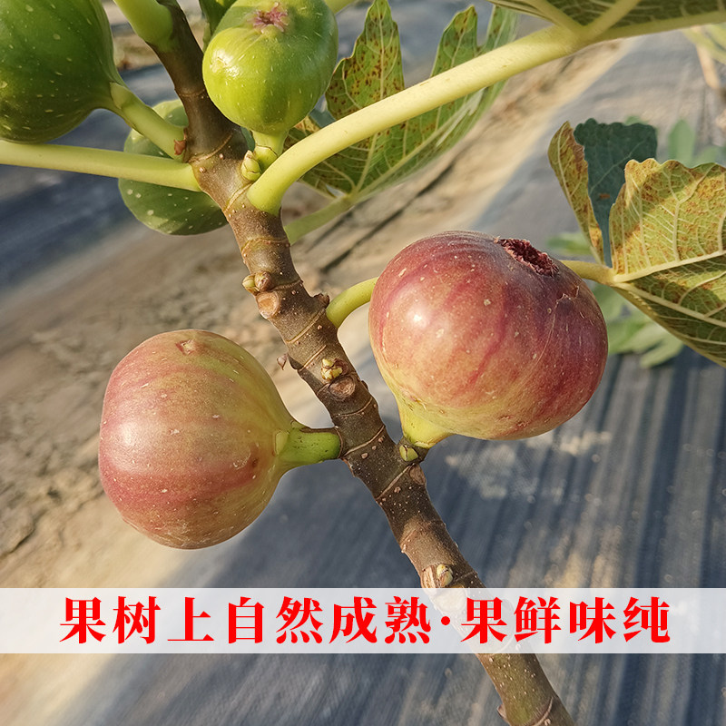 新鲜紫皮波姬红无花果广西现发斤现摘新鲜果当季1000/1500g