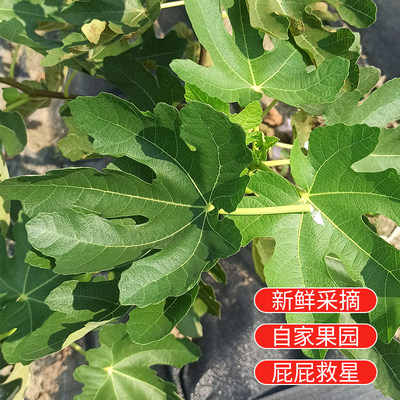 中药材无花果叶子无花果叶子新鲜