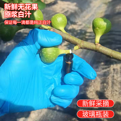 白汁鲜树茎叶枝无花果园林直供