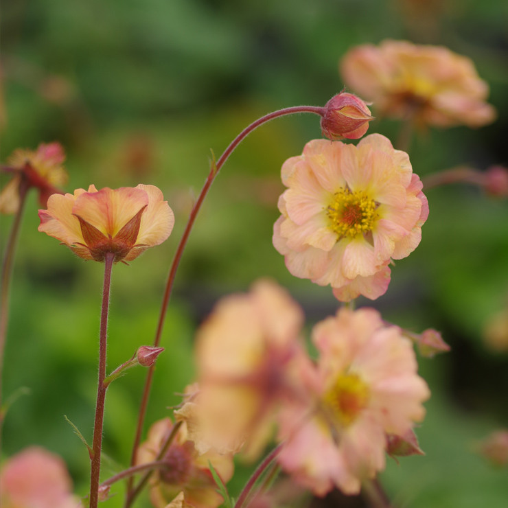 重瓣水杨梅 迈泰 杏色多年生耐寒宿根花园植物阳台花卉盆栽苗