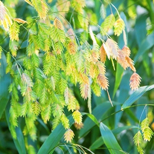 夏日时光小盼草多年生观赏草切花植物自然花境花卉盆栽苗 小园丁