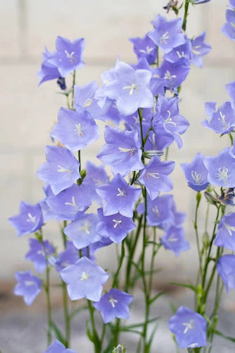 桃叶风铃草耐寒好养阳台盆栽