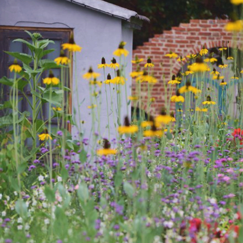 小园丁的夏日时光 蒲棒菊 耐热耐寒皮实好养庭院花园花境宿根植物