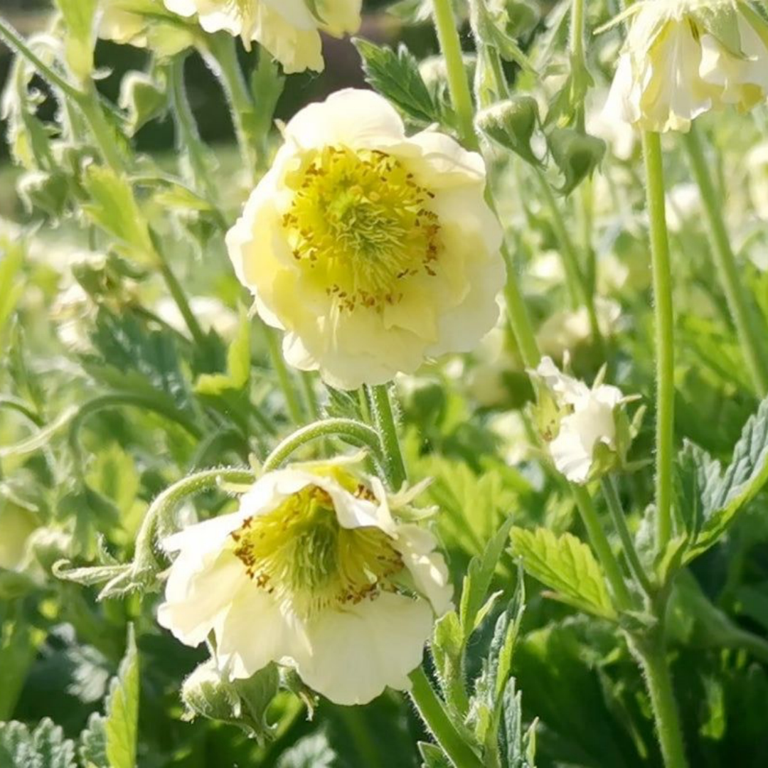 小园丁的夏日时光 水杨梅 魔咒故事 多年生阳台盆栽花卉花园植物