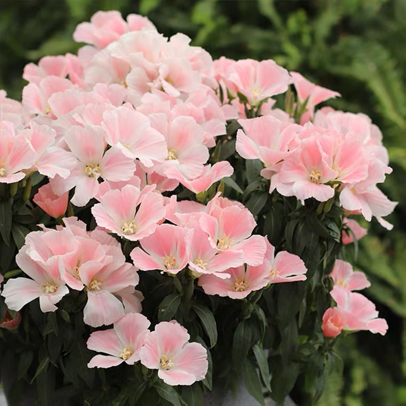 小园丁的夏日时光 古代稀 鲑粉色好养花量大阳台盆栽花卉花园植物,鲜花速递/花卉仿真/绿植园艺,时令草本花卉,淘宝优惠券,粉丝福利购,淘宝优惠卷