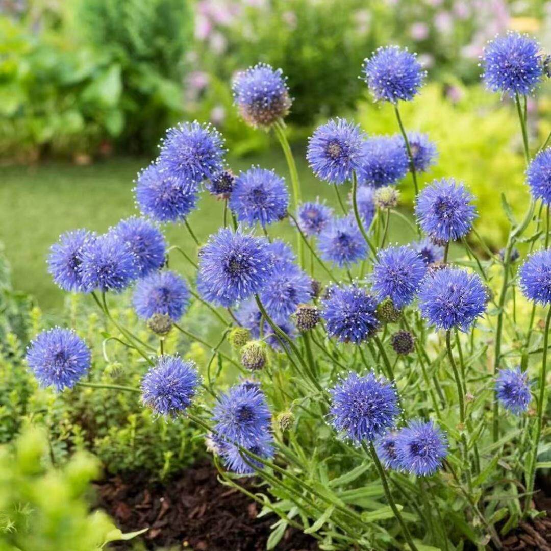 小园丁的夏日时光 伤愈草 蓝色闪光灯 春季开花阳台盆栽花卉植物