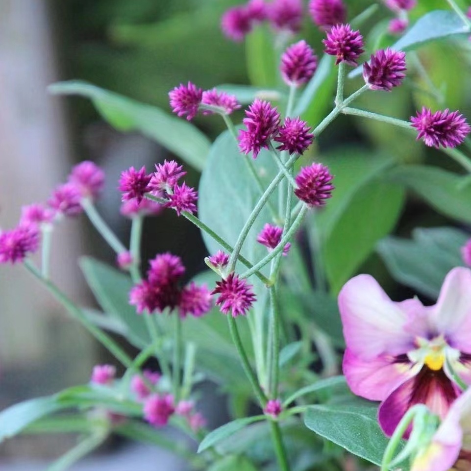 耐热宿根千日红阳台盆栽植物