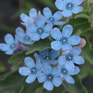 小园丁 蓝色好养切花植物阳台盆栽花卉 夏日时光 圆瓣蓝星花