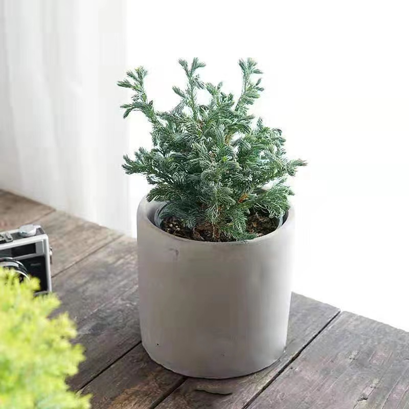 阳台盆栽常绿观叶植物蓝湖柏