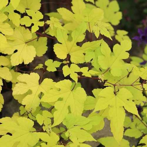 小园丁的夏日时光 金叶蛇葡萄 观叶观果爬藤植物盆栽苗