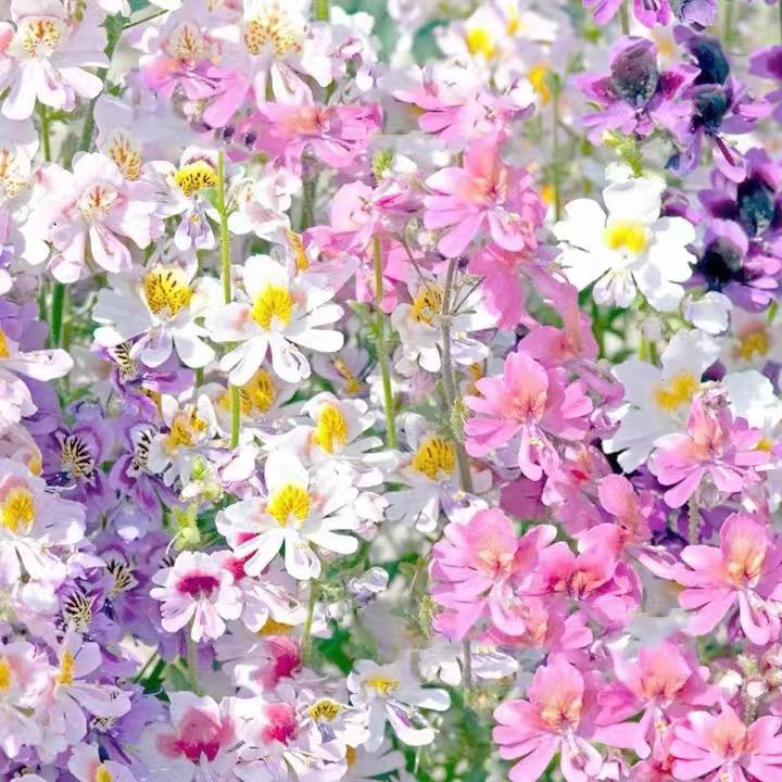 小园丁的夏日时光 蛾蝶花 天使梦境 好养花量大阳台盆栽花卉植物