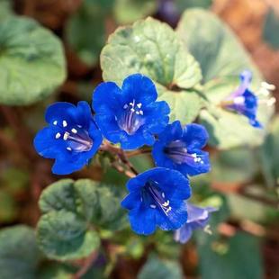 小园丁的夏日时光 加州蓝铃花 蓝钟花 花园阳台盆栽花卉植物