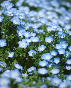 小园丁的夏日时光 喜林草 黑便士 暴雪 好养阳台观叶春季开花盆栽