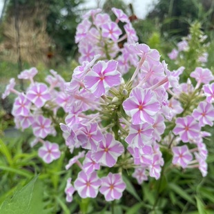 娜塔莎 小园丁 福禄考 夏日时光 宿根耐寒阳台花园植物盆栽 斑茎