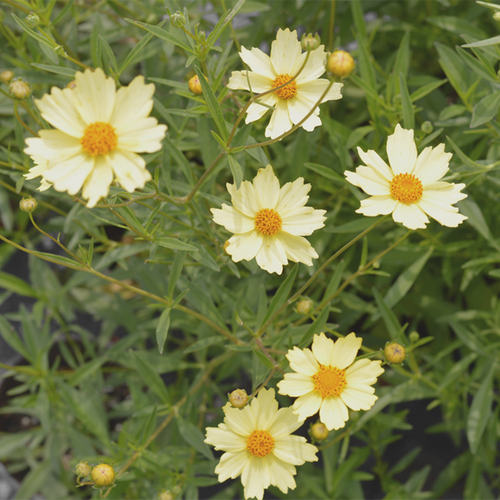 小园丁的夏日时光 金鸡菊 满月 耐寒耐热花期长花园植物盆栽花卉