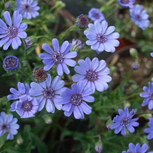 小园丁的夏日时光 异叶蓝雏菊 费利菊 春季开花阳台盆栽花卉植物