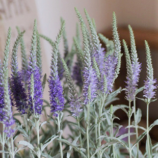 庭院阳台观叶观花植物 Silbersee 银叶穗花婆婆纳Veronica incana