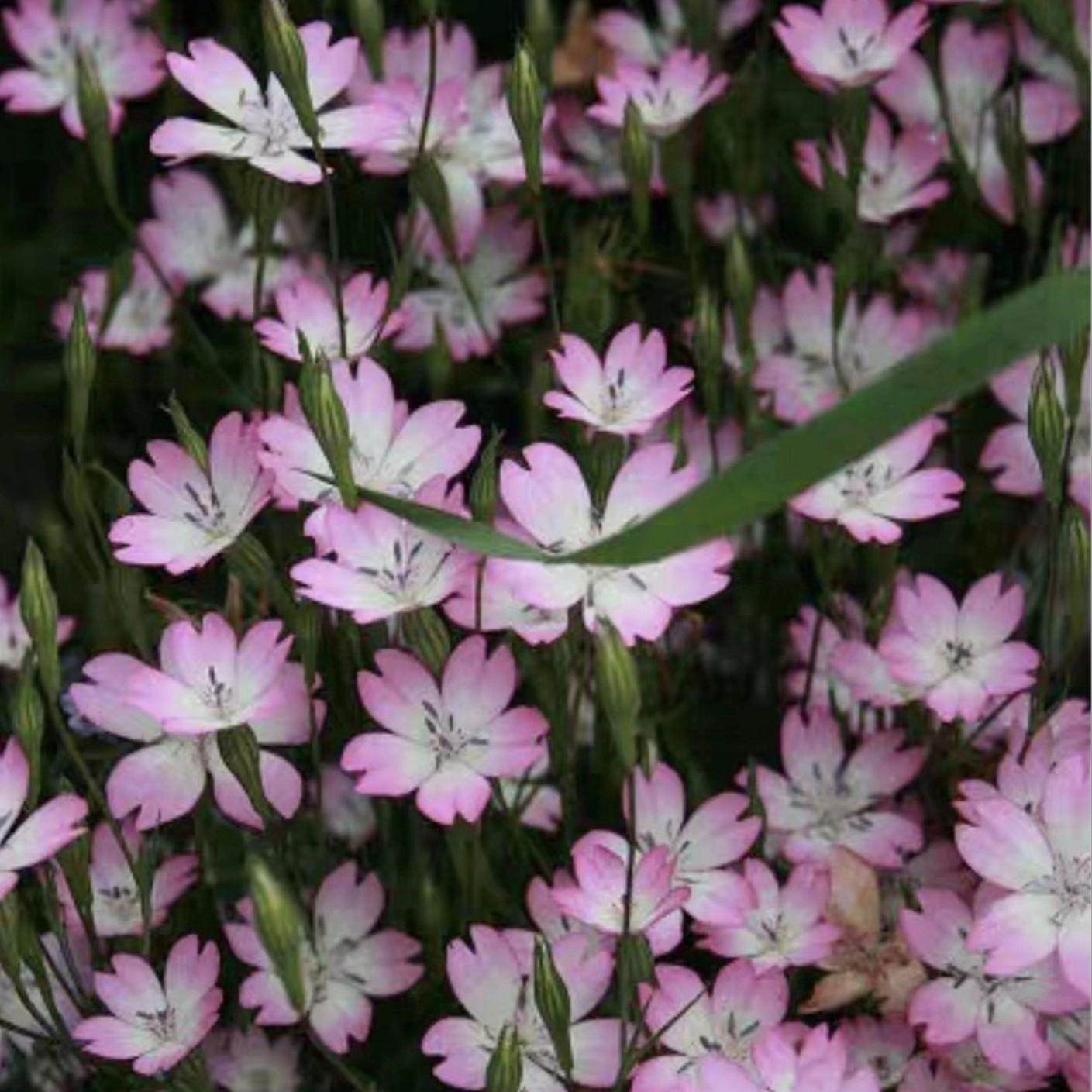 小园丁的夏日时光 小麦仙翁 樱花 耐寒花园庭院植物阳台盆栽花卉,鲜花速递/花卉仿真/绿植园艺,时令草本花卉,淘宝优惠券,粉丝福利购,淘宝优惠卷