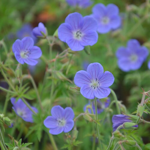 小园丁的夏日时光 蓝花 老鹳草 耐热 耐寒宿根庭院花园植物盆栽苗
