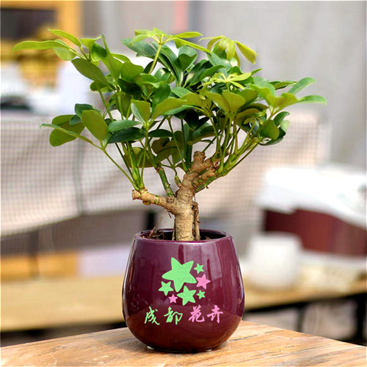 室内客厅办公盆栽花卉八方来财 鸭脚木 鸭掌木 招财树 防二手烟鹅