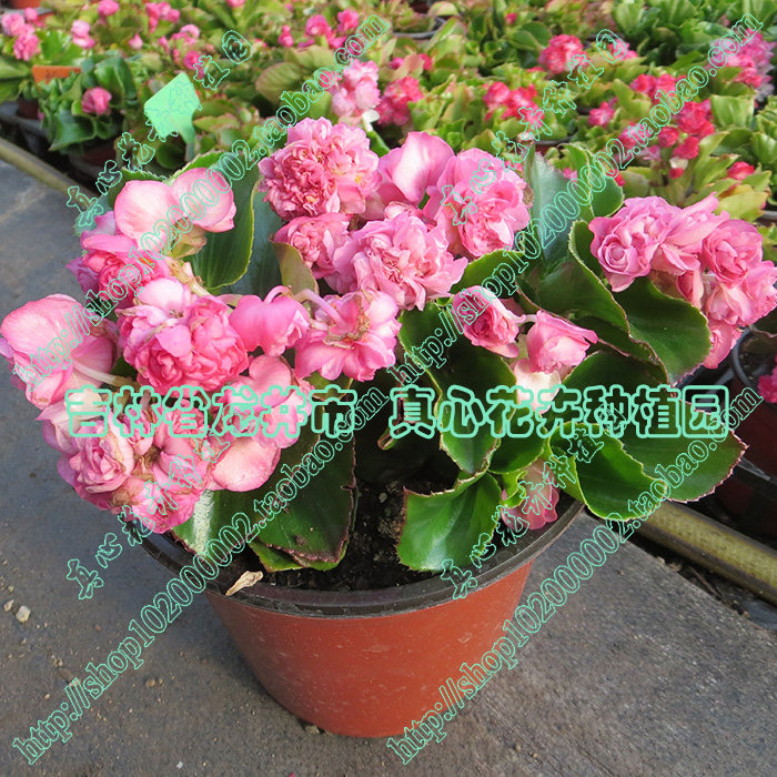 真心花卉盆栽花卉四季开花绿叶重瓣四季海棠苗/皇后粉色/营养钵苗