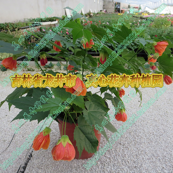 风铃扶桑营养钵灯笼花