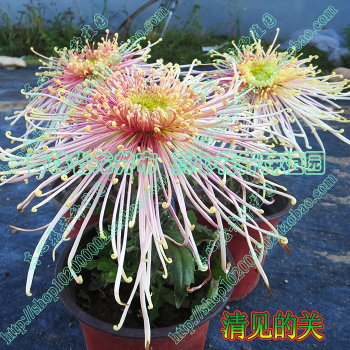 真心花卉多年生宿根盆栽大花品种菊花九月菊【清见的关】营养钵苗