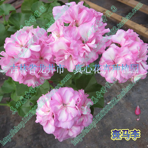 花期长多年生营养钵垂吊天竺葵