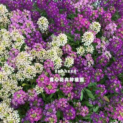 真心花卉多年生盆栽香味耐寒
