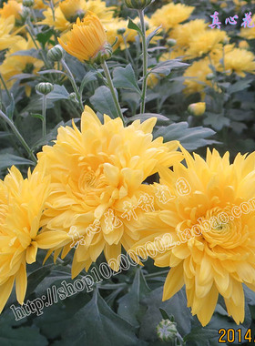 真心花卉多年生宿根盆栽花卉菊花苗/千头菊/小菊四季菊黄色/苗
