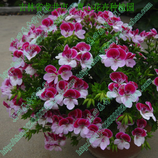 真心花卉 营养钵苗 盆栽花卉当年开花天竺葵天使之眼合集多色可选