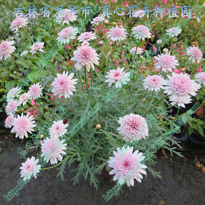 真心花卉 多年生 雏菊 玛格丽特 糖果玛 【半重粉】 营养钵苗