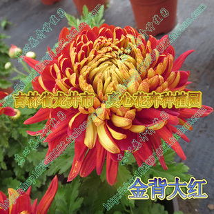 真心花卉多年生宿根盆栽大花品种菊九月菊花【金背大红】营养钵苗