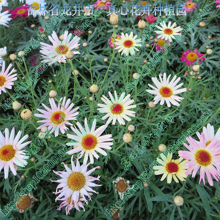 真心花卉 多年生 雏菊 玛格丽特【糖果玛 】 营养钵苗