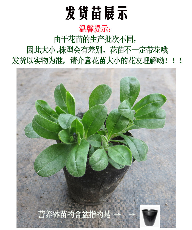 真心花卉 盆栽地栽 阳台庭院室内 植物花卉观花【勿忘我】花苗