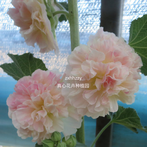 耐寒易活庭院必种花期超长