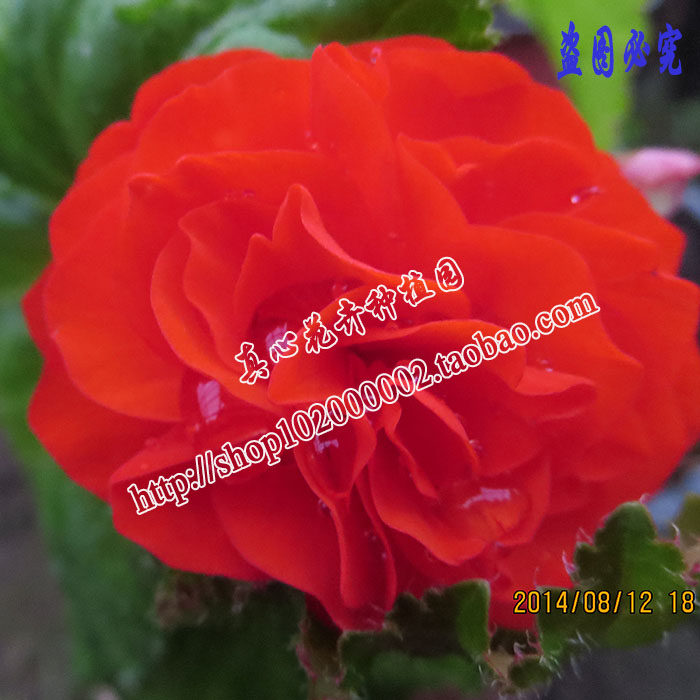 球根花卉夫妻海棠/颜色随机图片
