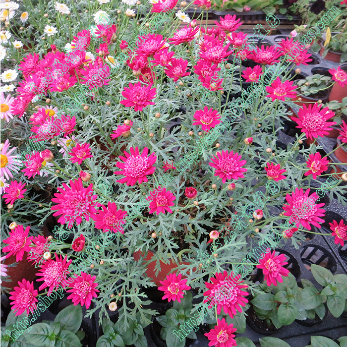 真心花卉 多年生 雏菊 玛格丽特 糖果玛 【重红色】 营养钵苗