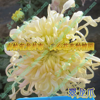 真心花卉多年生宿根盆栽品种